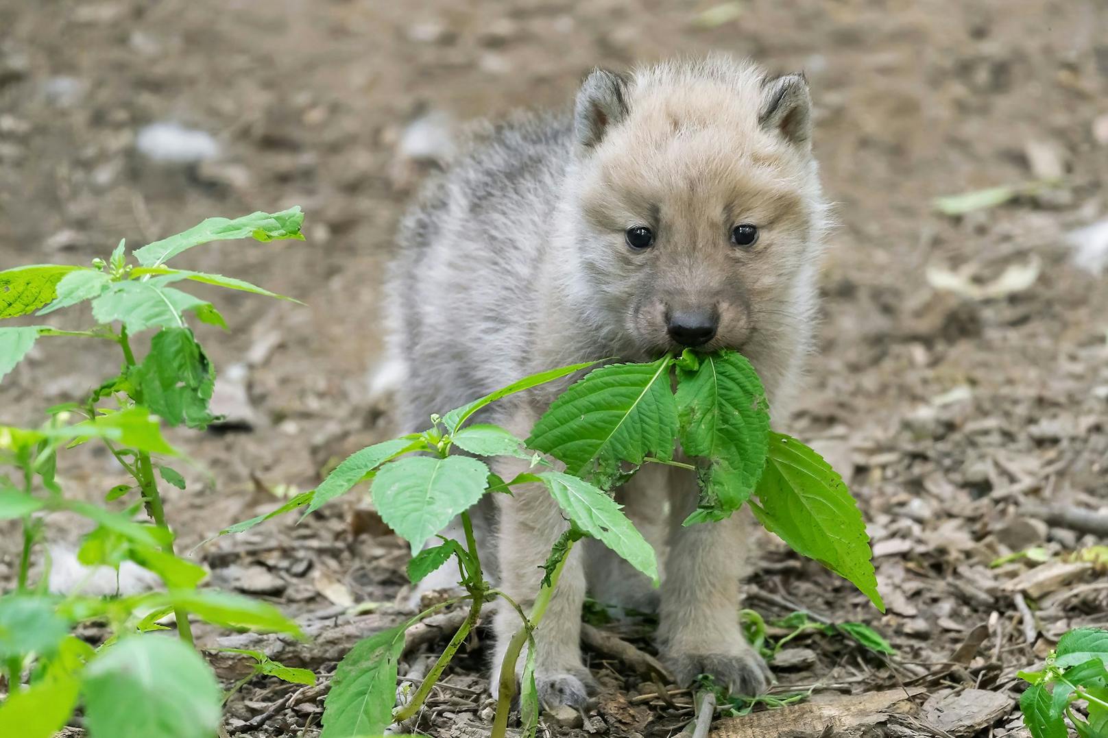 Ein Arktischer Wolf. 