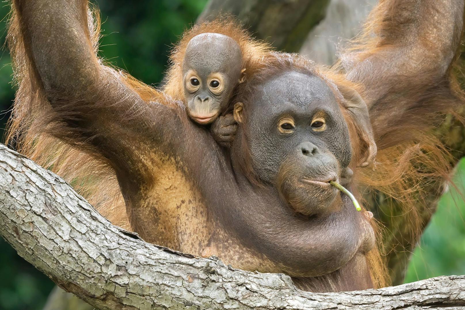 Unser Orang-Utan Nachwuchs. 