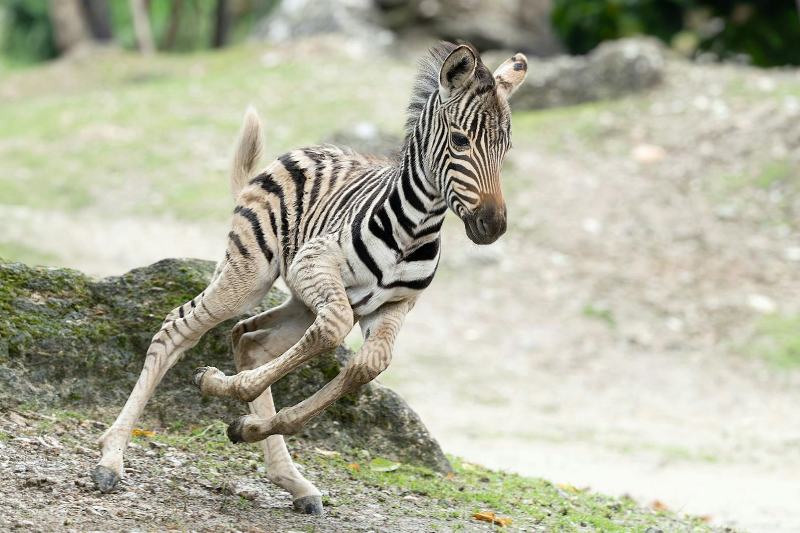 Ein Zebra-Jungtier. 