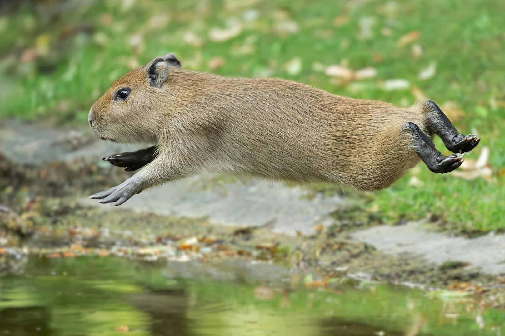 Ein Wasserschweinchen im Sprung. 