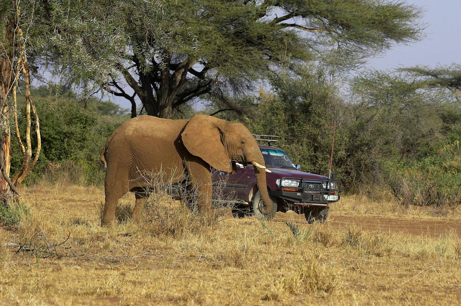 Auf einer Safari im Jahr 2016 erschoss er seine Frau Bianca,… (Symbolbild)