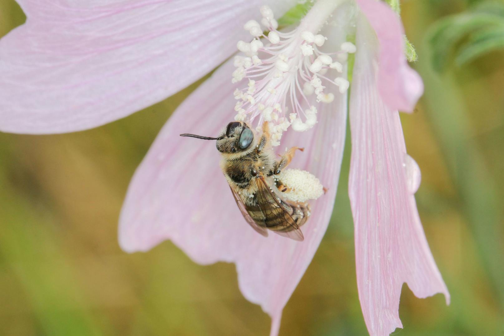 Tetraloniell malvae-Weibchen: Die Malven-Langhornbiene benötigt den Pollen von Malvengewächsen zur Aufzucht der Larven. Sie wurde wie viele andere Arten seit über 50 Jahren nicht mehr im Gebiet nachgewiesen.