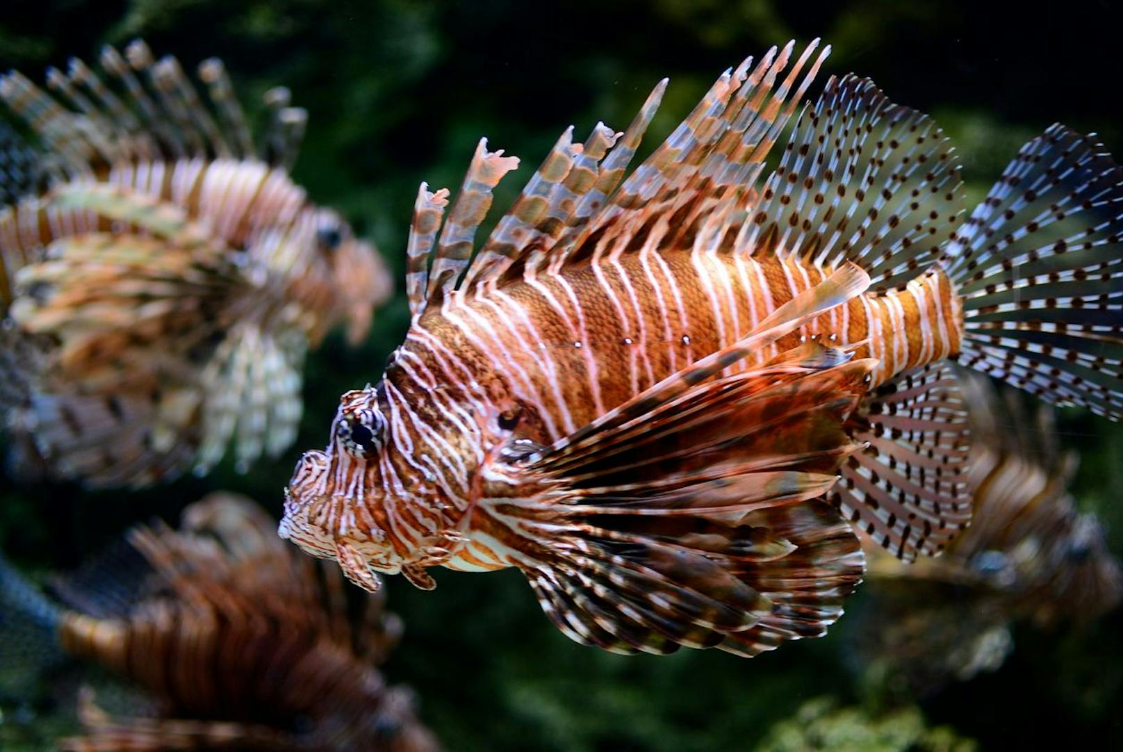 Wegen seiner Auffälligkeit wird er auch gerne in Aquarien gehalten, doch hier sollten sich wirklich nur Experten versuchen.