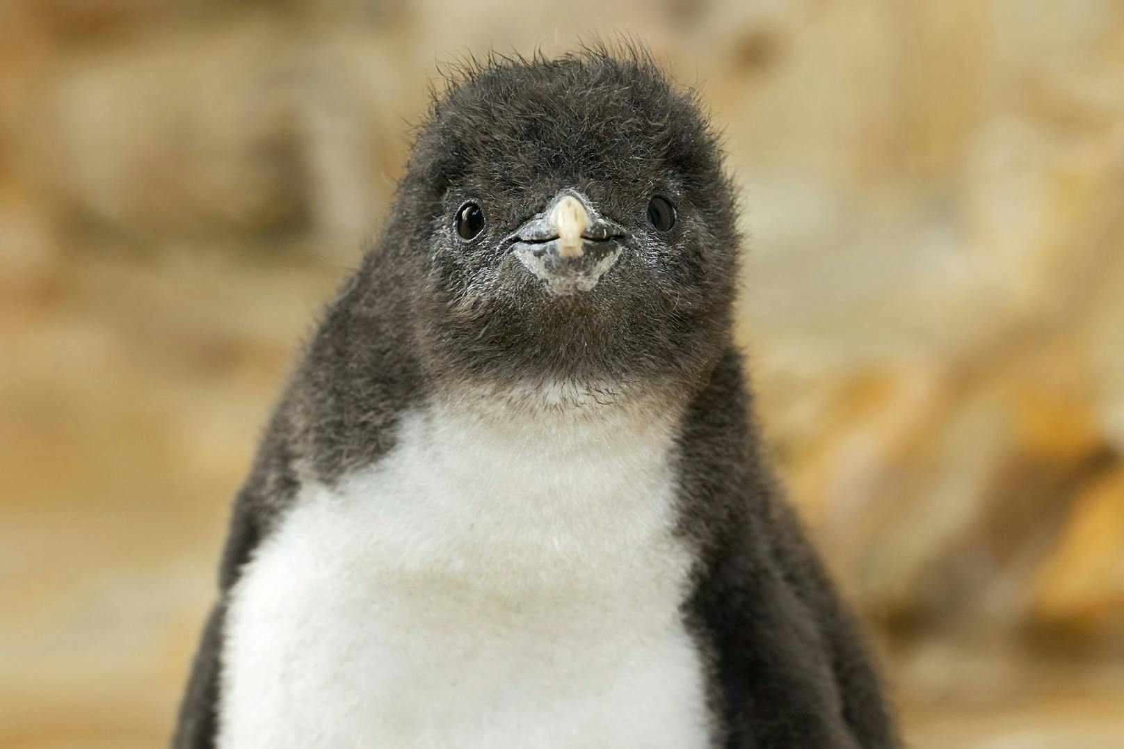 Ein Nördlicher Felsenpinguin. 