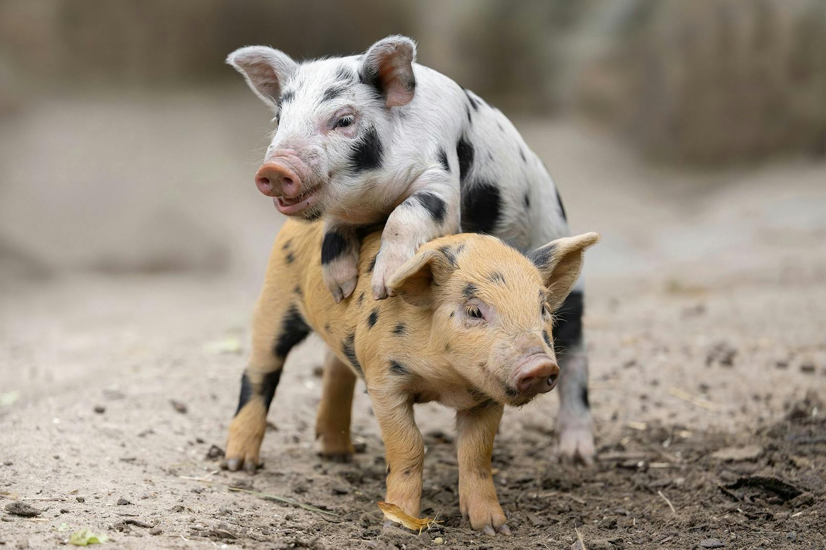 Auch die besonderen Turopolje-Schweinchen dürfen nicht fehlen. 