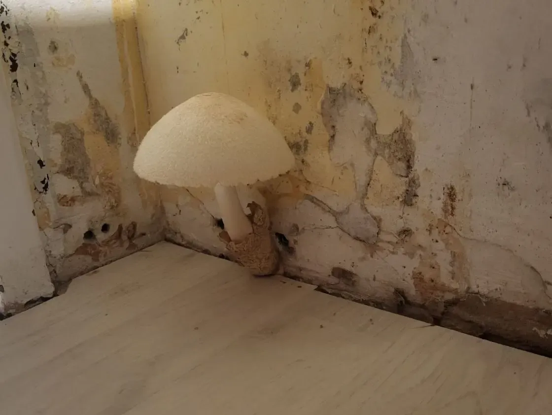 Familie N. wuchs in ihrer Wohnung ein riesiger weißer Pilz aus der Wand.