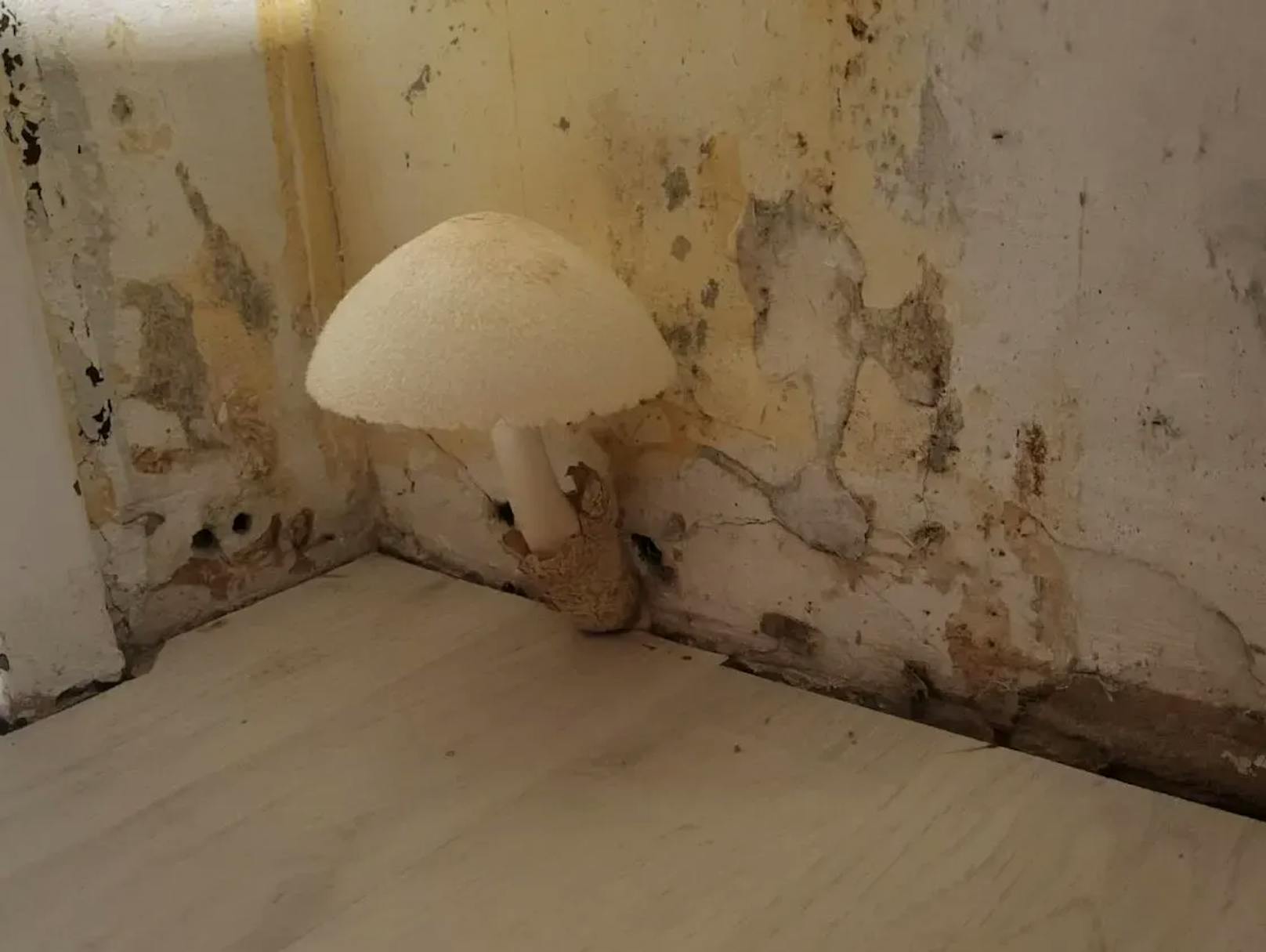 Familie erlebt Schimmel-Alptraum – Pilz wächst aus Wand