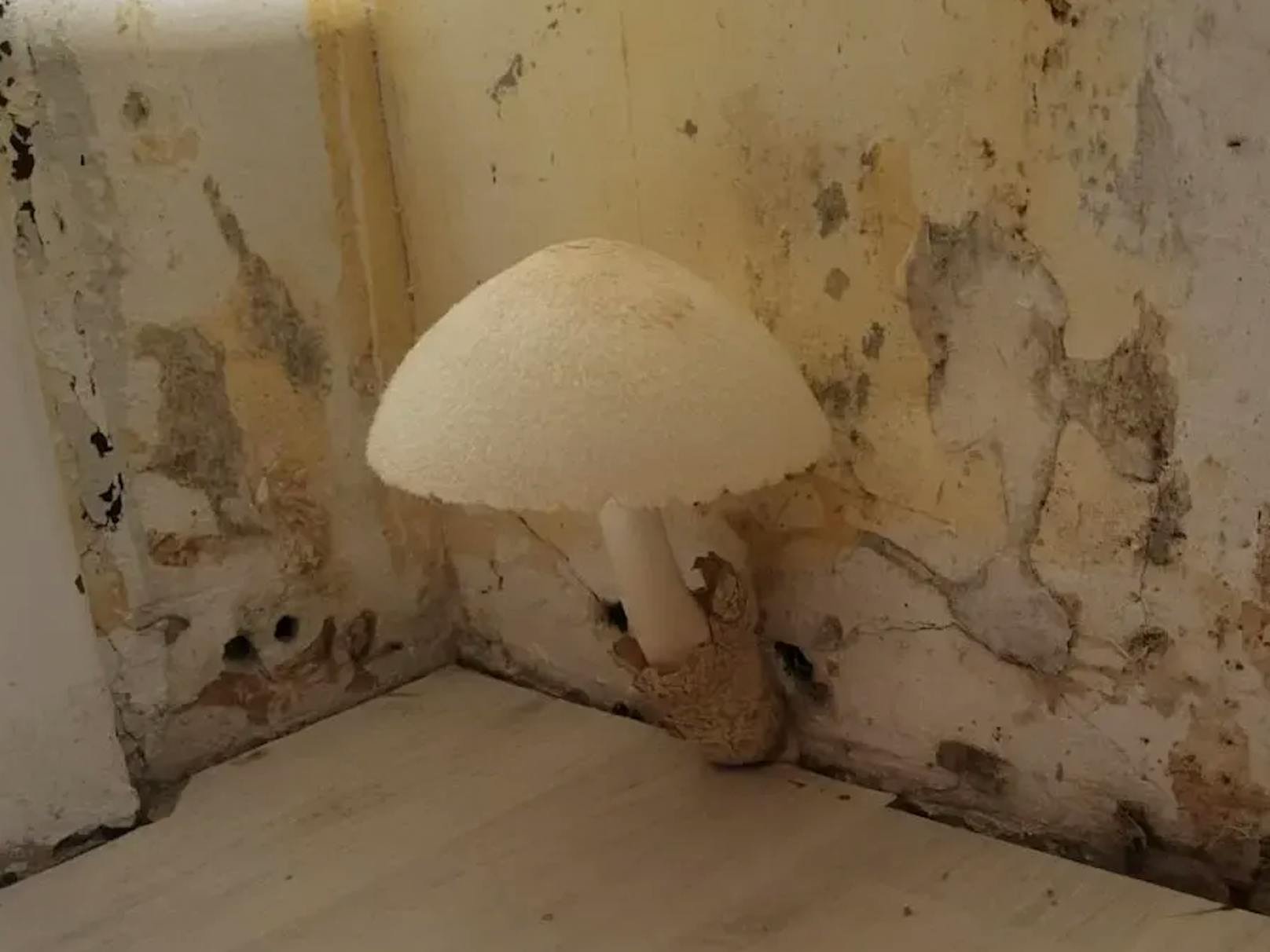 Familie N. wuchs in ihrer Wohnung ein riesiger weißer Pilz aus der Wand.