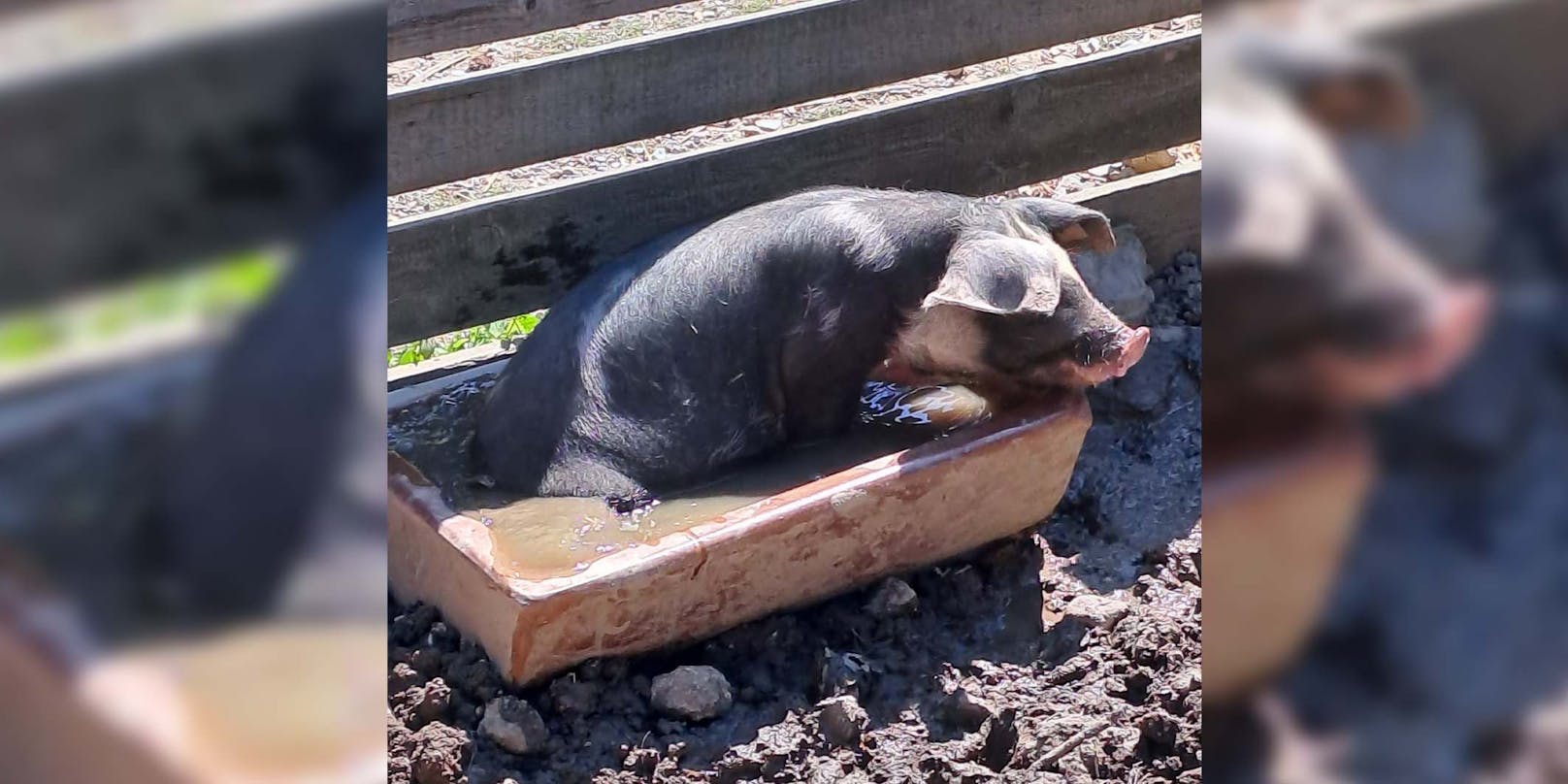 In Niederösterreich trotzte ein Schwein der Hitze.