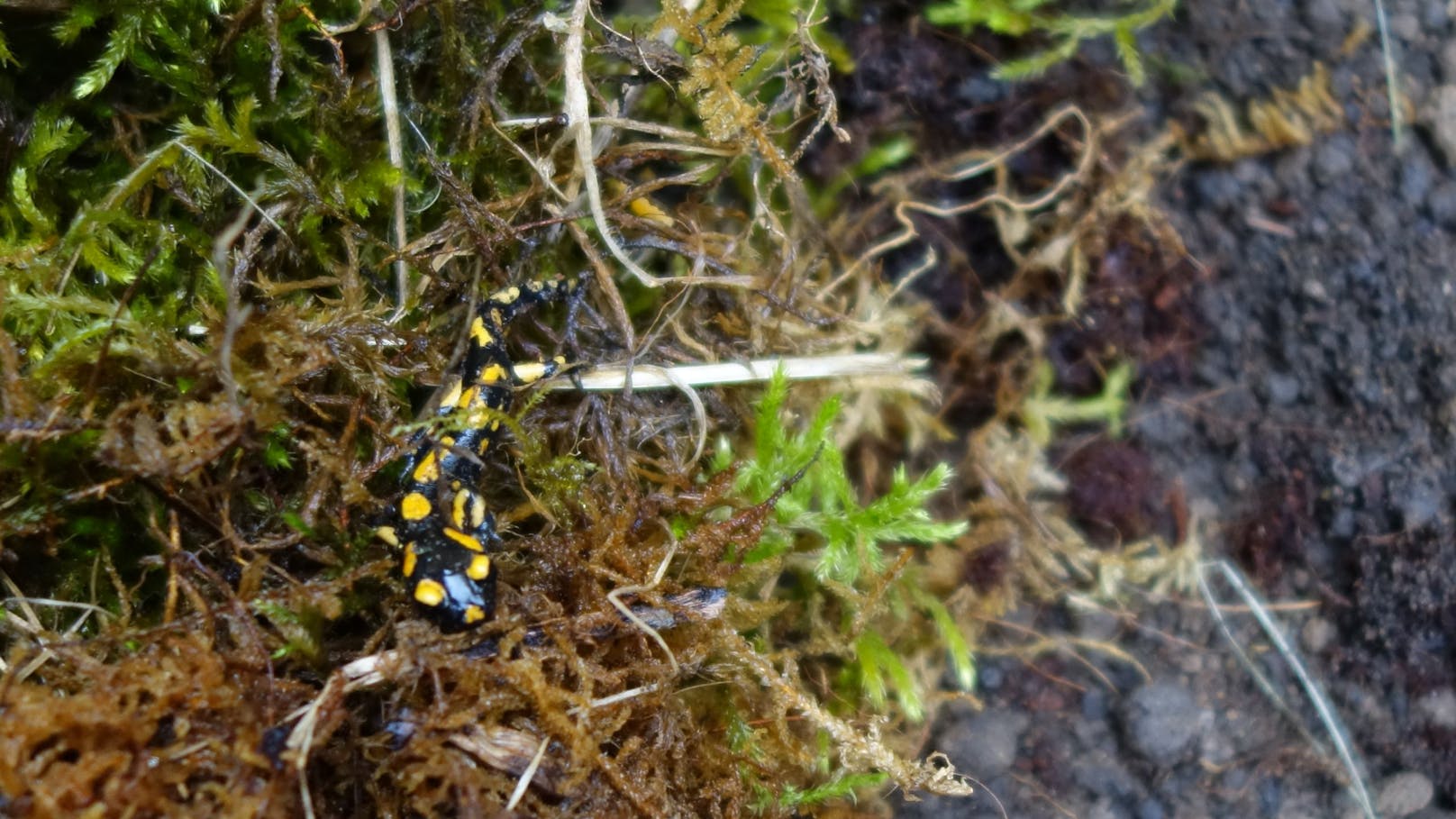 Junger Salamander in natürlicher Umgebung.