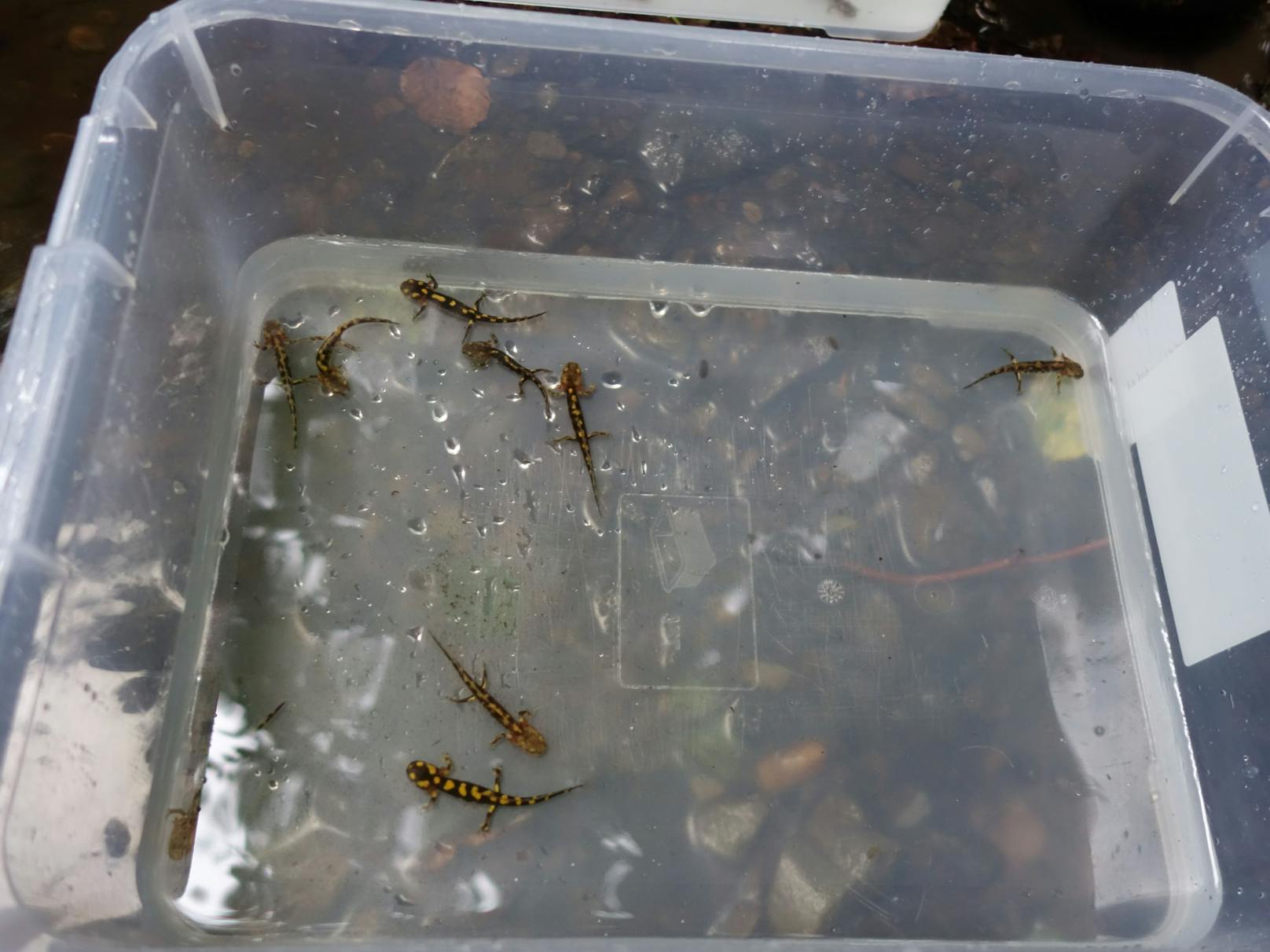 19 Salamander-Babys wurden jetzt ausgewildert - und zwar im Wienerwald.