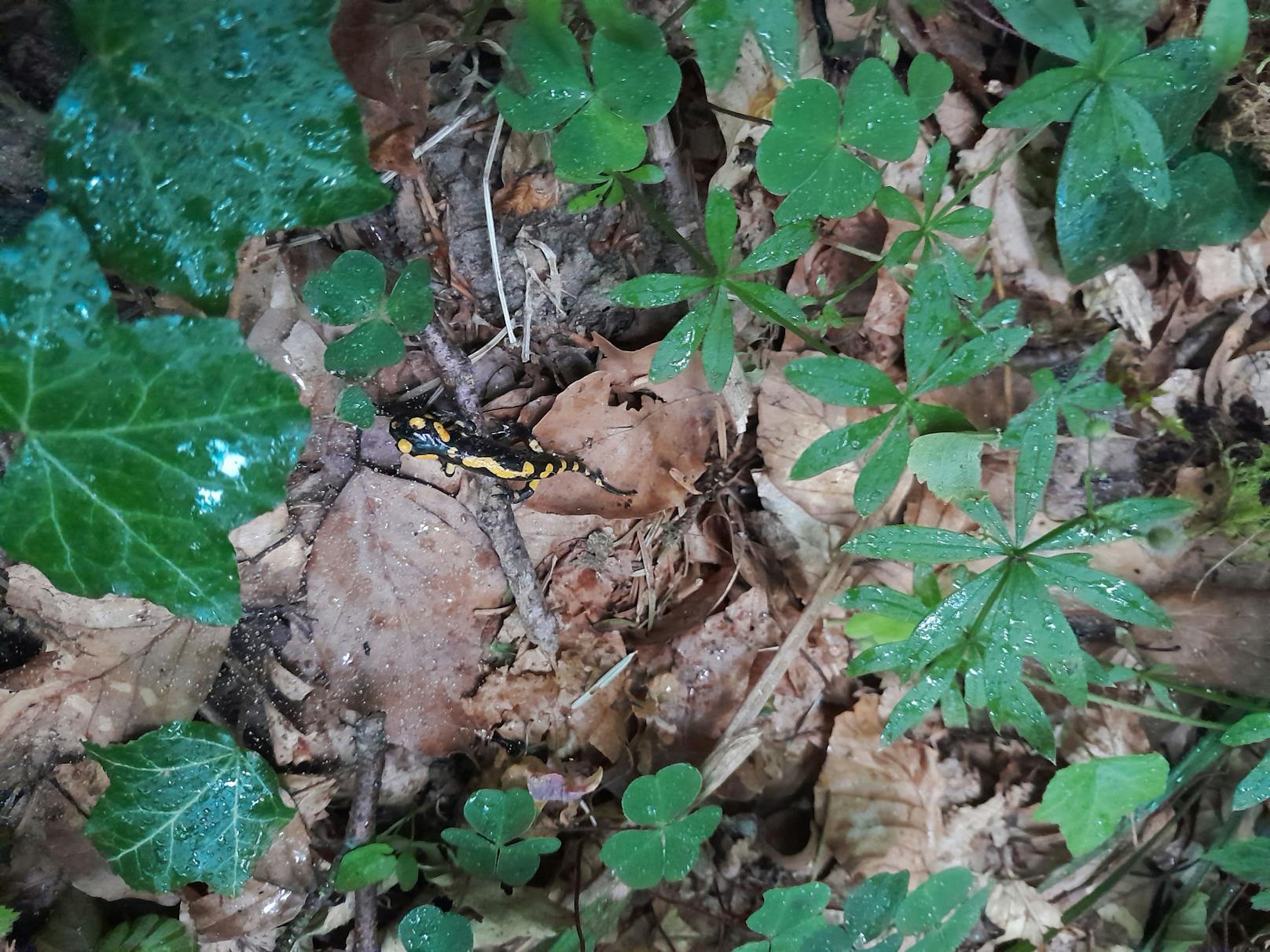 Insgesamt 19 Salamander-Babys wurden ausgewildert.