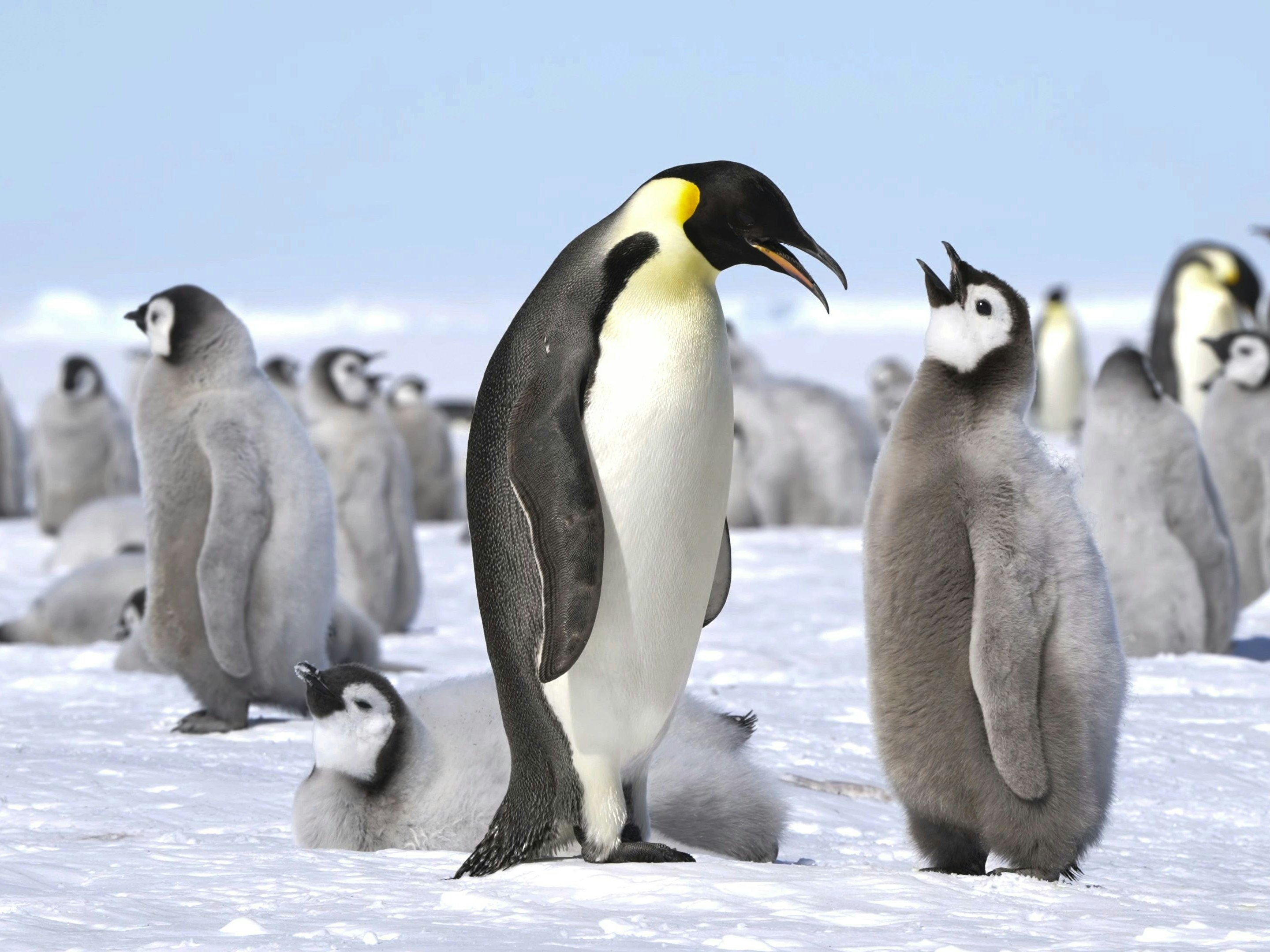 The emperor penguin (Aptenodytes forsteri)