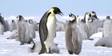 Antarktis – Klimawandel bedroht Kaiserpinguine