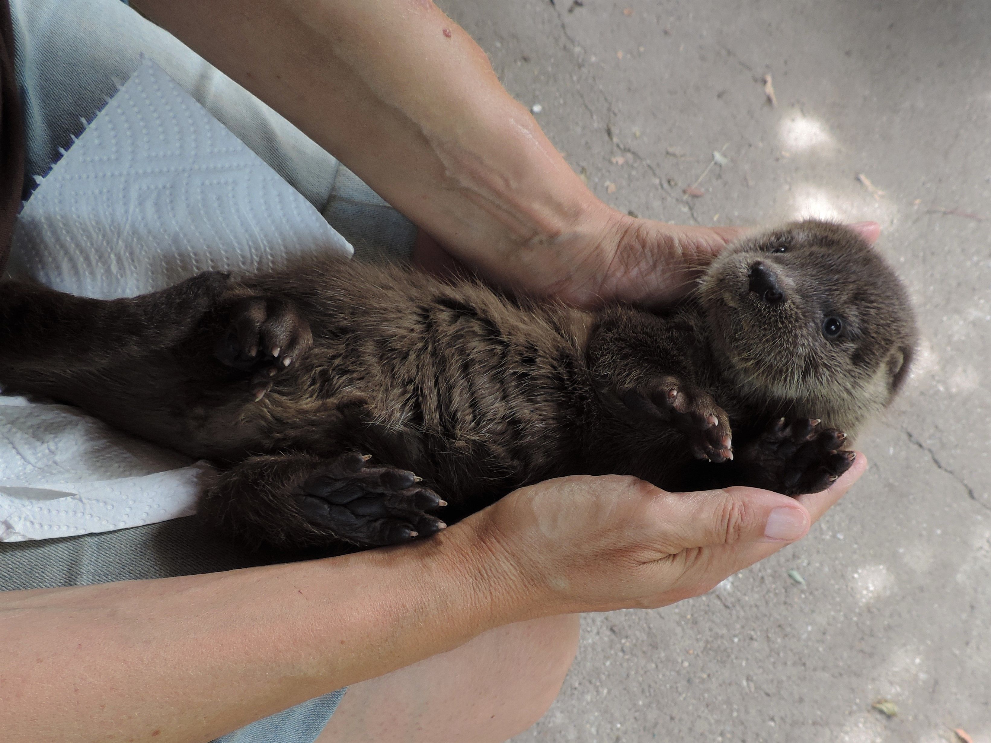 Haringsee, Austria | 2023 08 23 | Rescued otter Franziska at EGS Haringsee, Austria.
