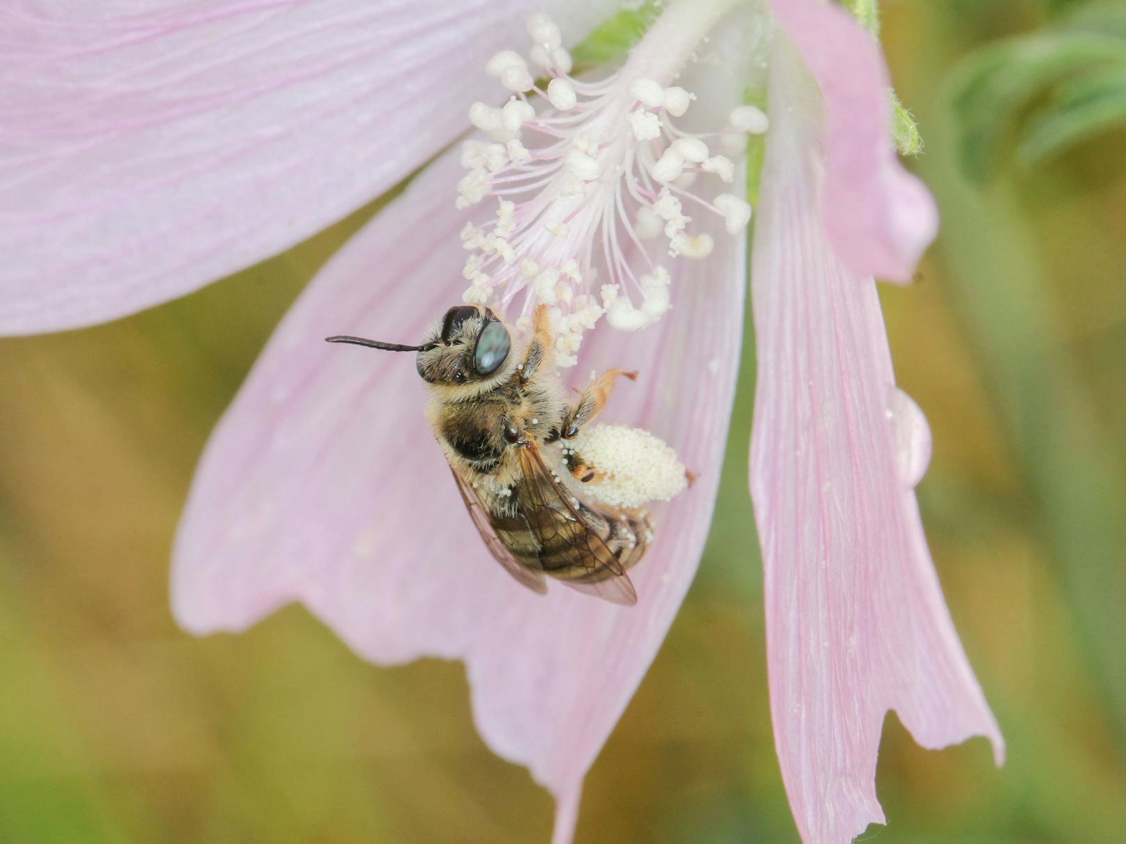 Vom Artenschwund ist auch die Malven-Langhornbiene betroffen. Seit mehr als 50 Jahren wurde sie im untersuchten Naturschutzgebiet nicht mehr gesichtet.