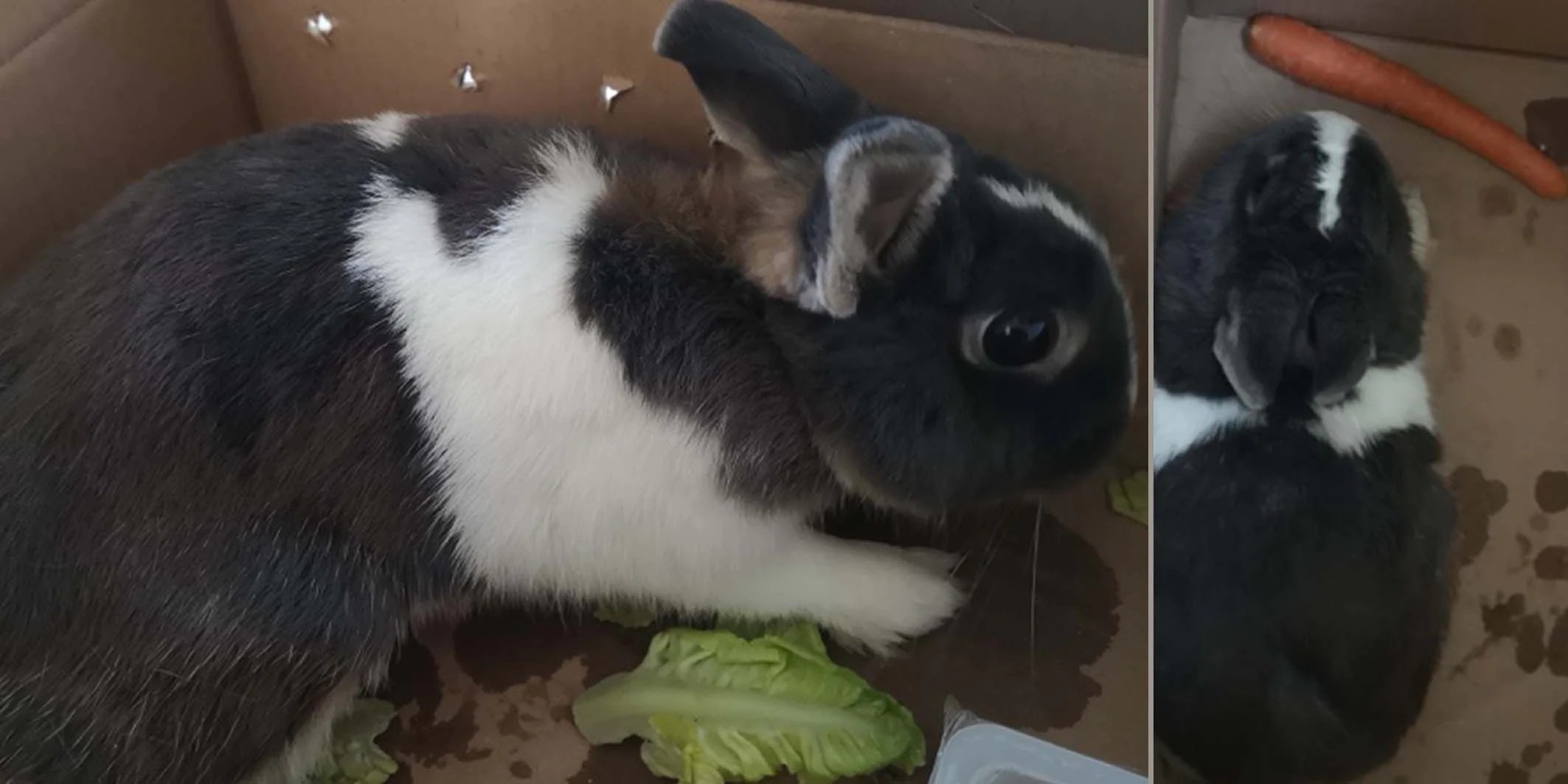 kaninchen ausgesetzt traurig