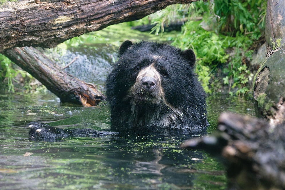 Die Brillenbären-Brüder aus Dänemark teilen sich die 1.400 Quadratmeter große Anlage mit den Schönbrunner Nasenbären.