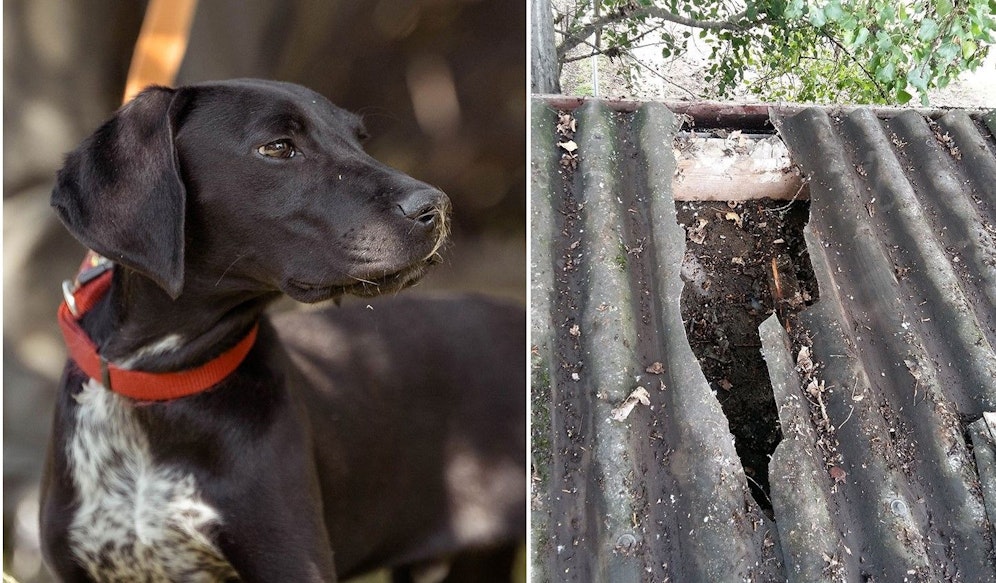 Die Hunde und Großtiere sitzen im Nassen