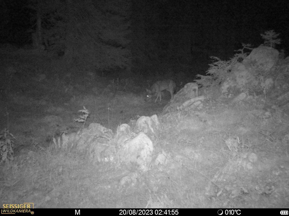 Die Aufnahme einer Wildkamera zeigt das Tier, das sich am Krippenstein (Bez. Gmunden) herumtreibt.