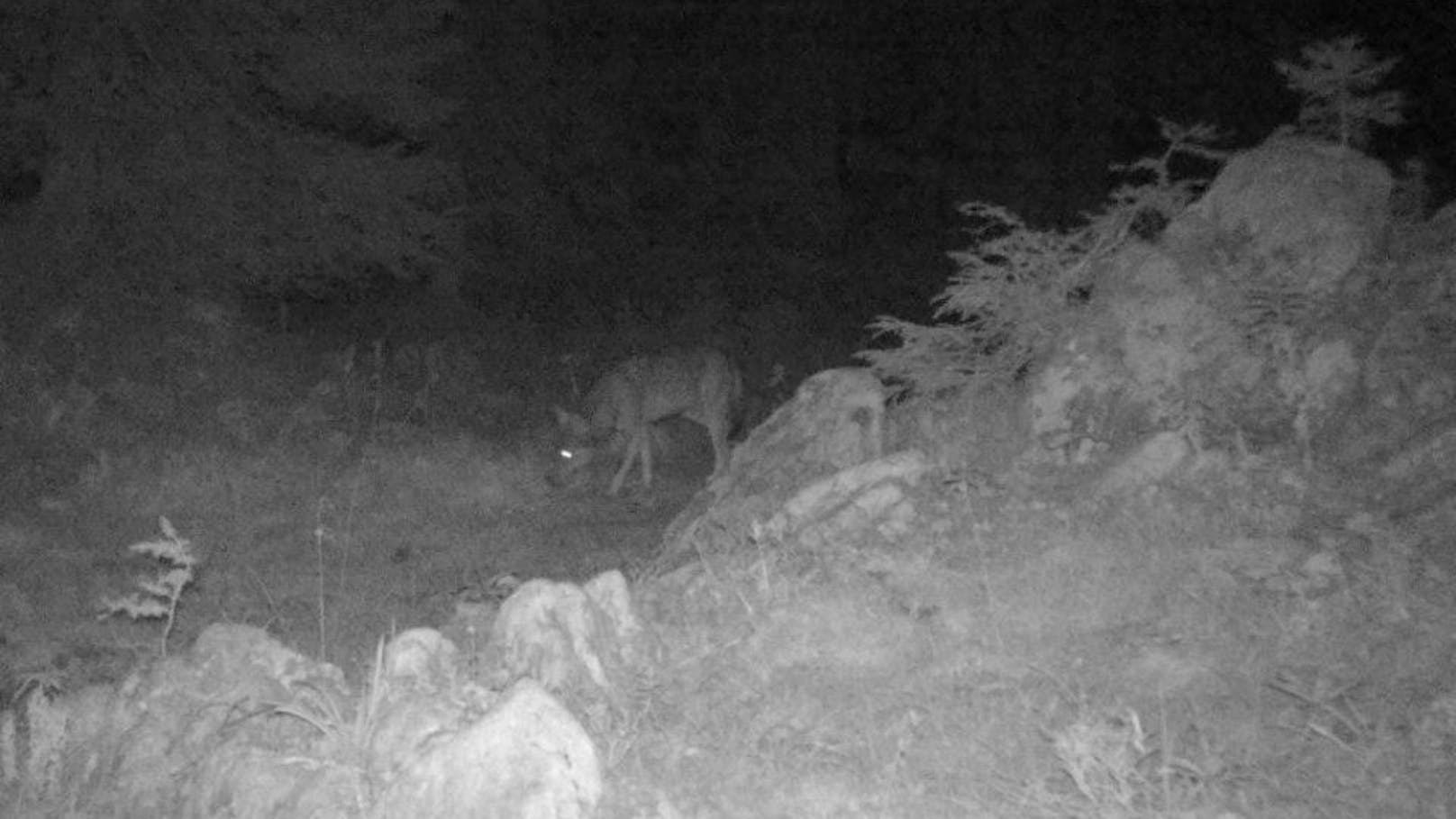 Die Aufnahme einer Wildkamera zeigt das Tier, das sich am Krippenstein (Bez. Gmunden) herumtreibt.