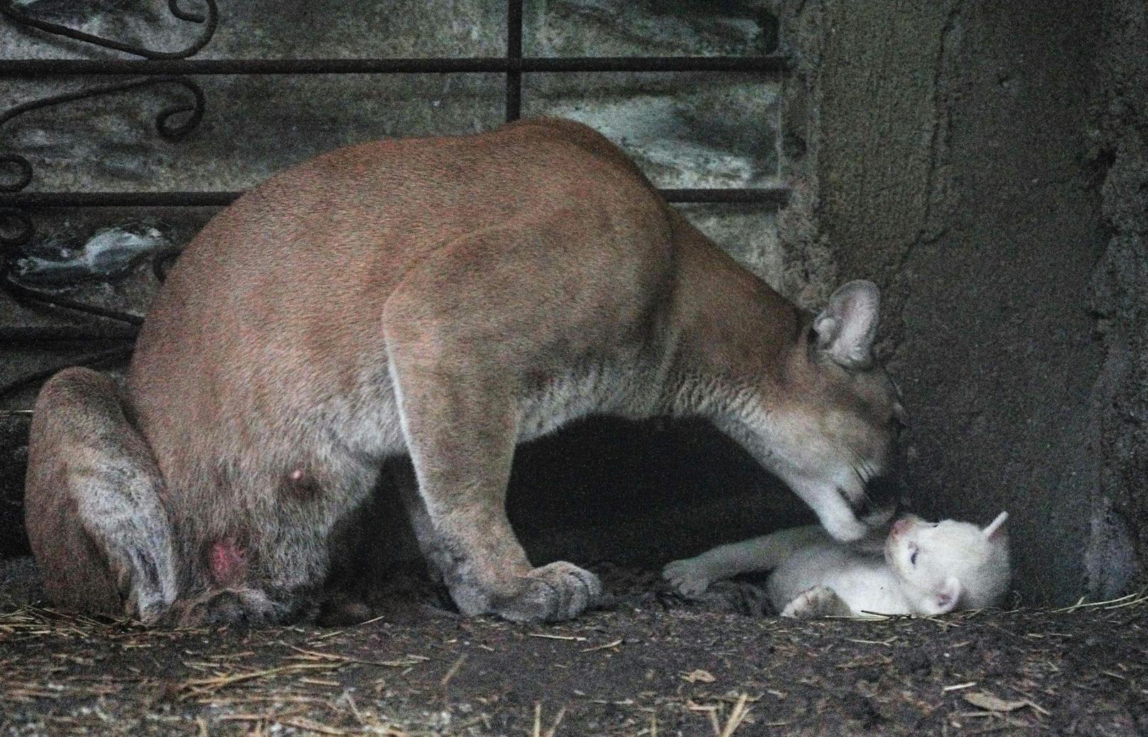 Ein sehr seltenes Puma-Baby kam vor vier Wochen im Thomas Belt Zoo in Juigalpa, Costa Rica zur Welt.