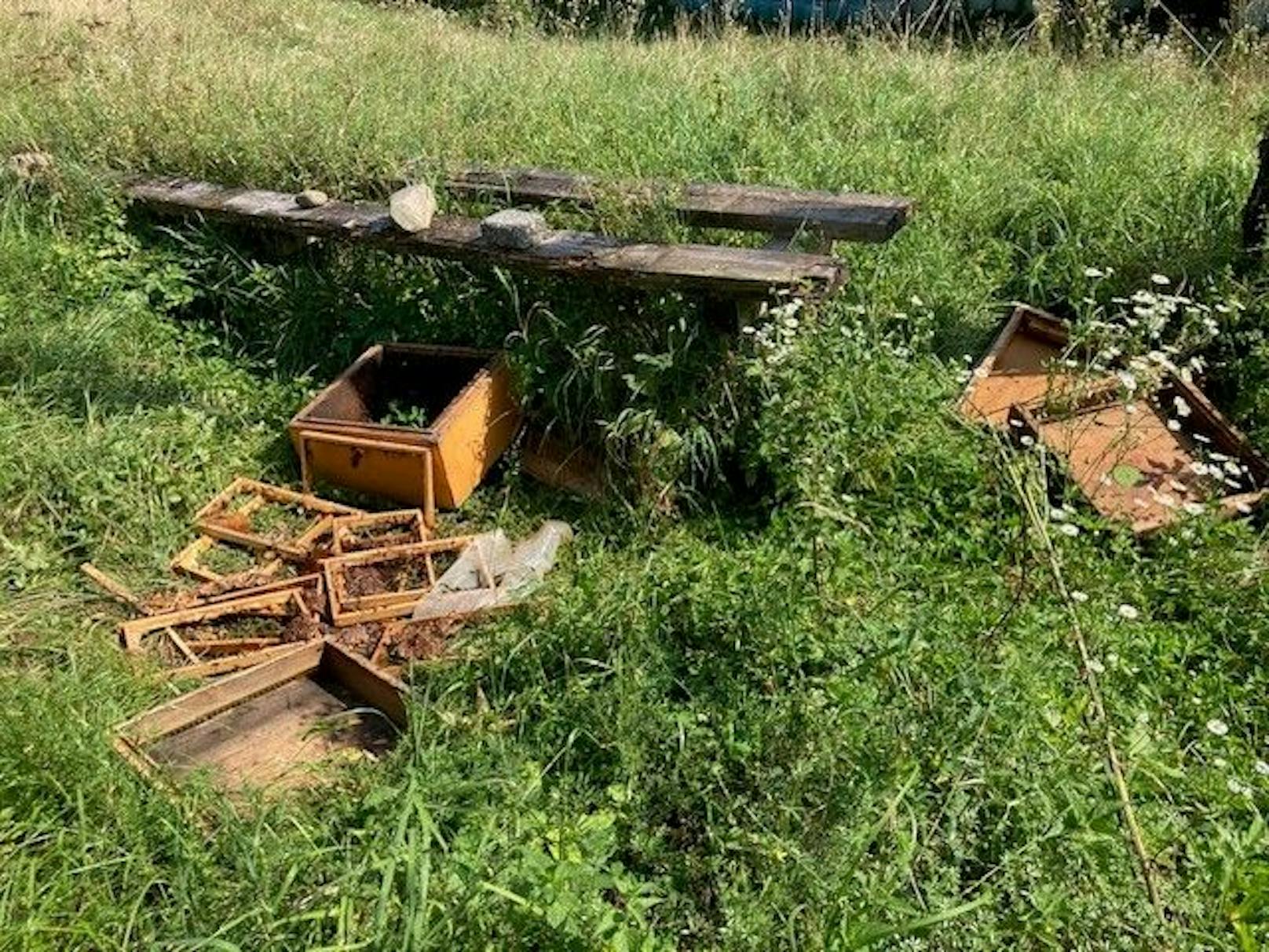 Serientäter! Bär plünderte Bienenstöcke in Kärnten