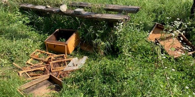Ein Bär plünderte in Kärnten zwei Mal Bienenstöcke. 