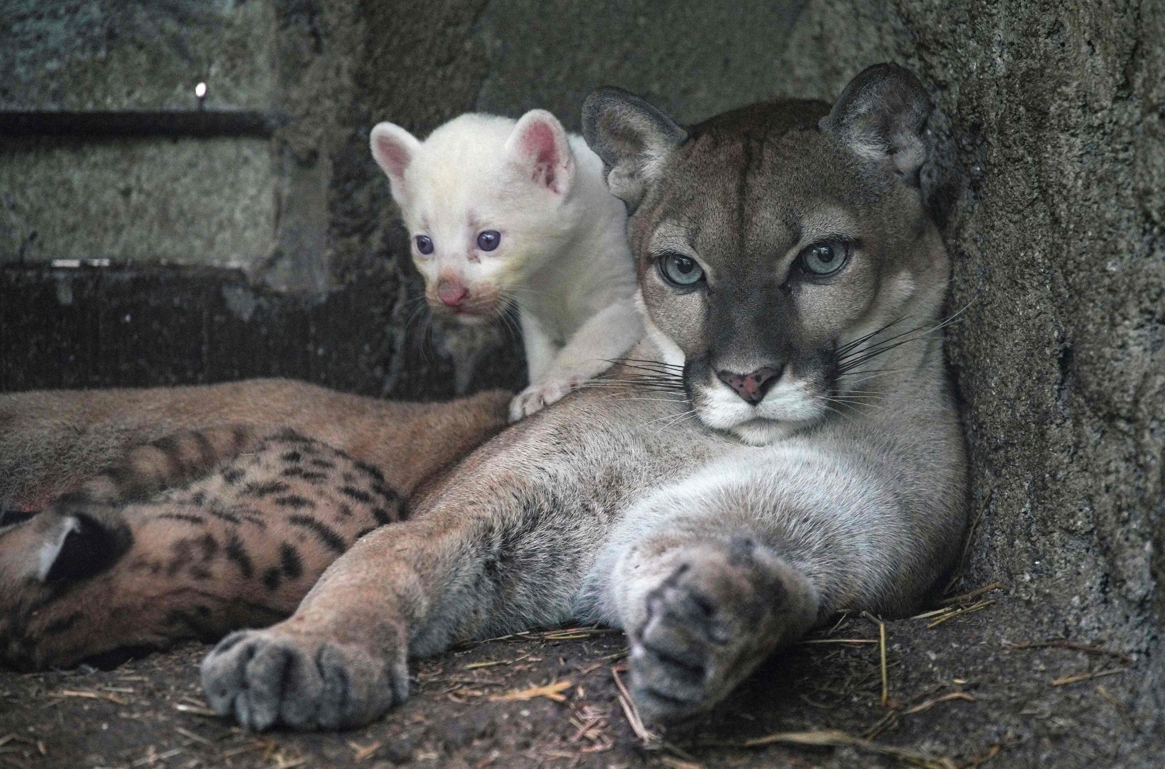 Dieses besondere Puma-Baby wurde vor vier Wochen in Nicaragua geboren.