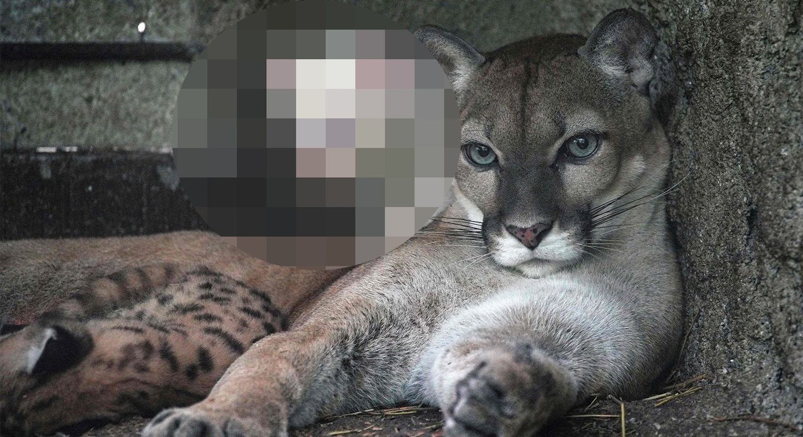 Dieses Puma-Baby muss man vor Besuchern schützen