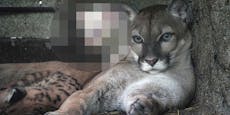 Dieses Puma-Baby muss man vor Besuchern schützen