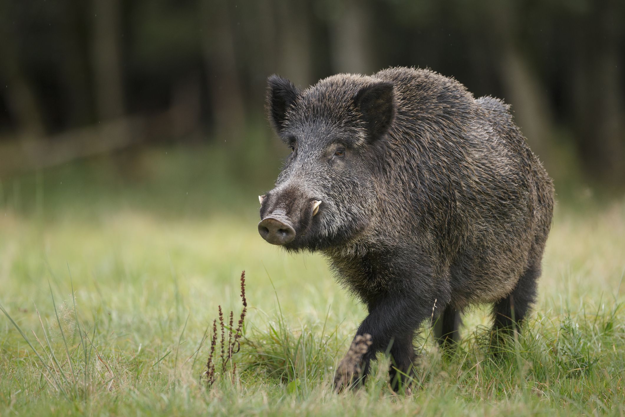 Das Fleisch der Tiere soll derzeit nicht in Verkehr gebracht werden. Der Grund: eine mögliche Kontamination. (Symbolbild)