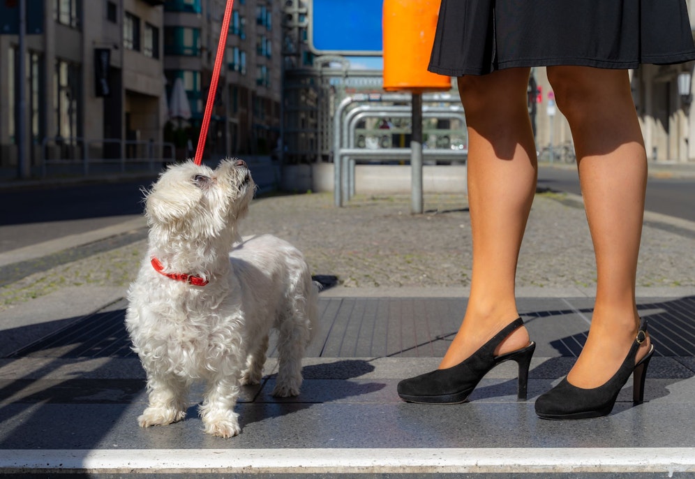 Trotz Leine hagelte es eine gewaltige Strafe für die Hundebesitzer.