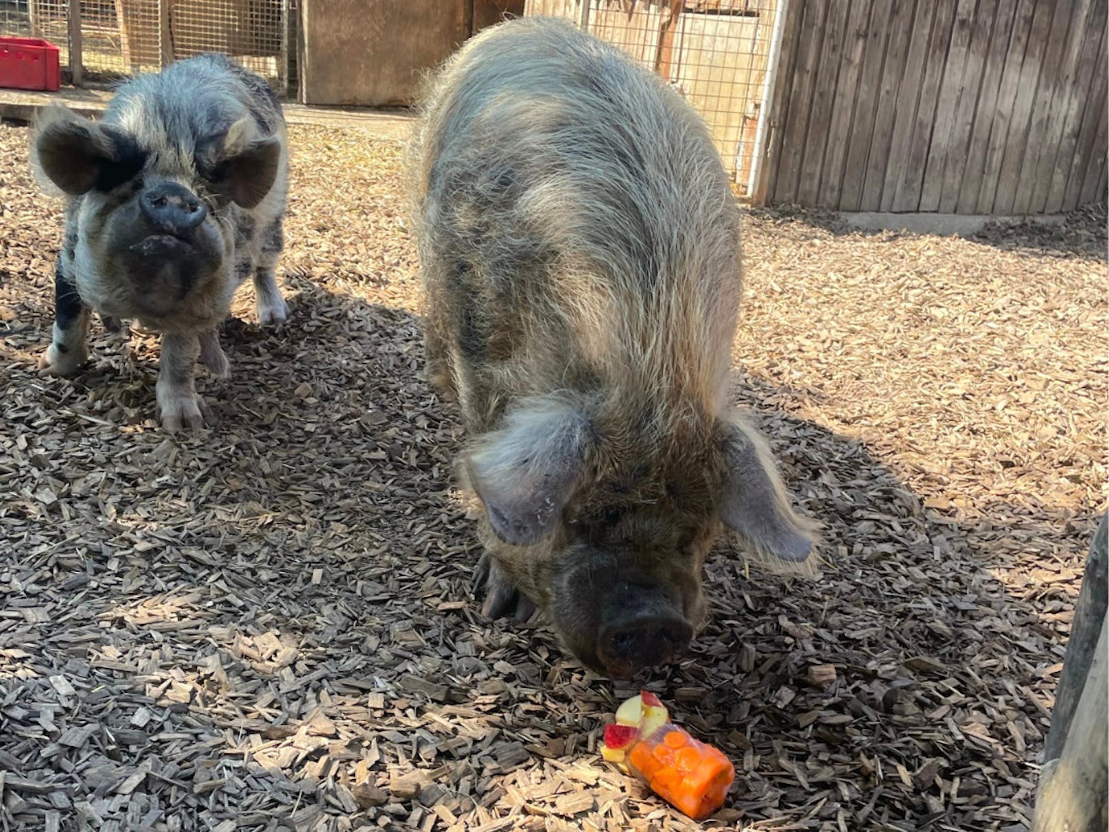 Die Kune-Kune Schweine Tekla und Kevin tasteten sich vor.