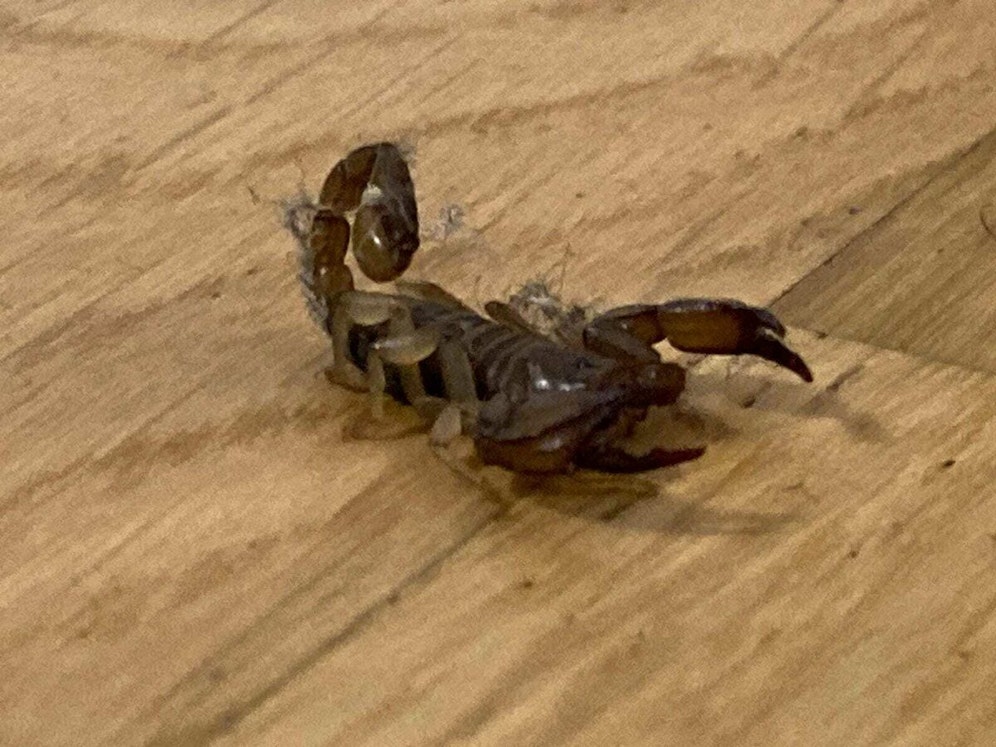 Nach einem Italien-Urlaub findet ein Paar diesen Skorpion zuhause.