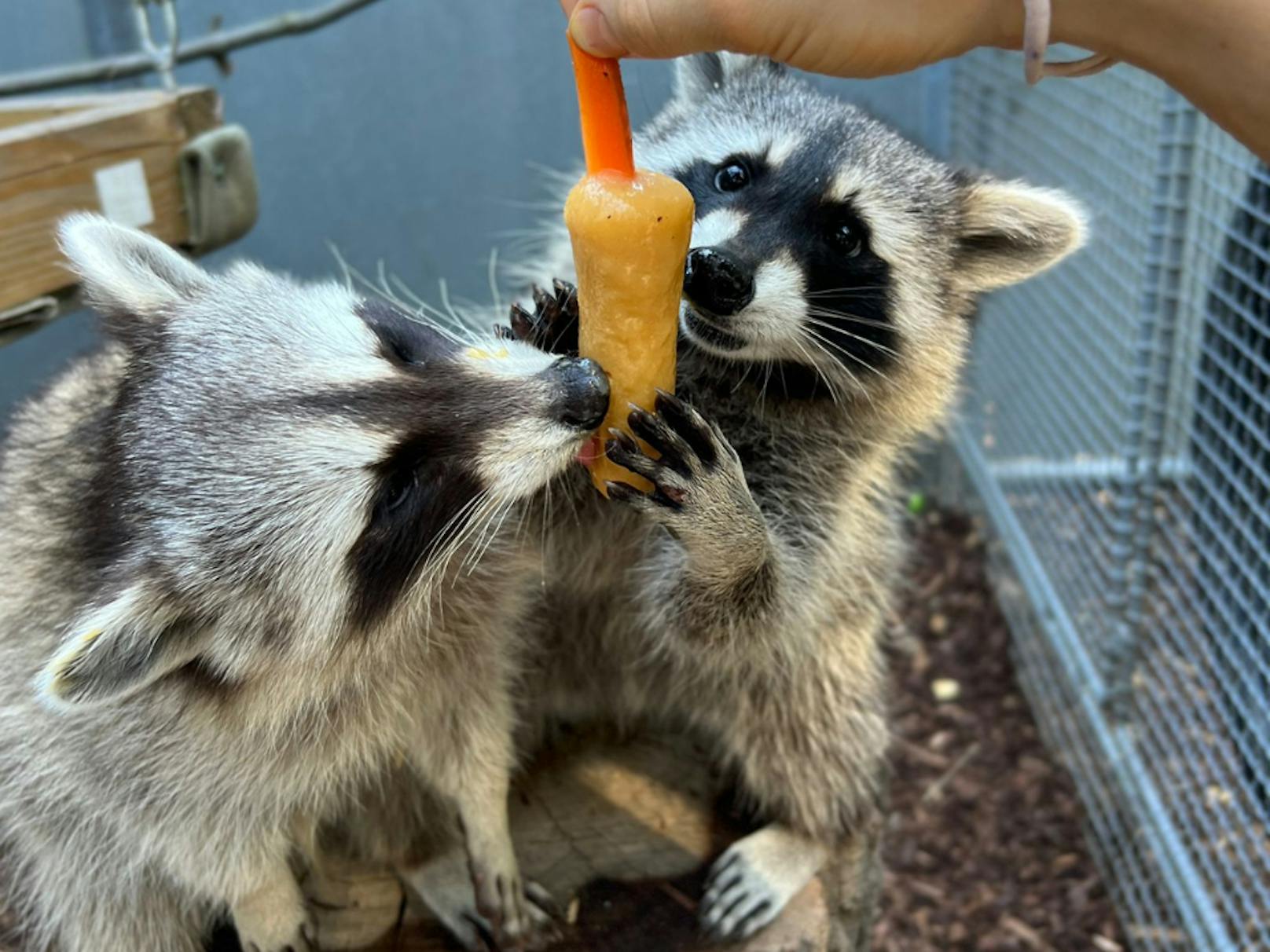 Das Waschbären-Duo Elsa und Niko freut sich über ein leckeres Fruchteis bei aktuell hohen Temperaturen.