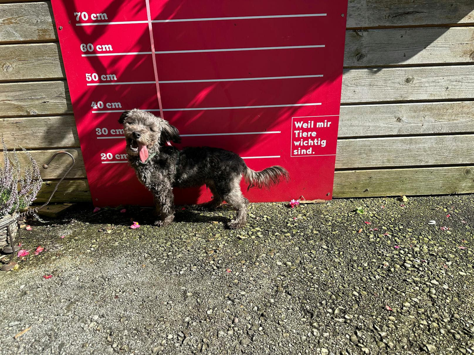 Auch übermittelte Fotos aus sozialen Medien, auf denen der Hund zu sehen ist, deuten darauf hin.