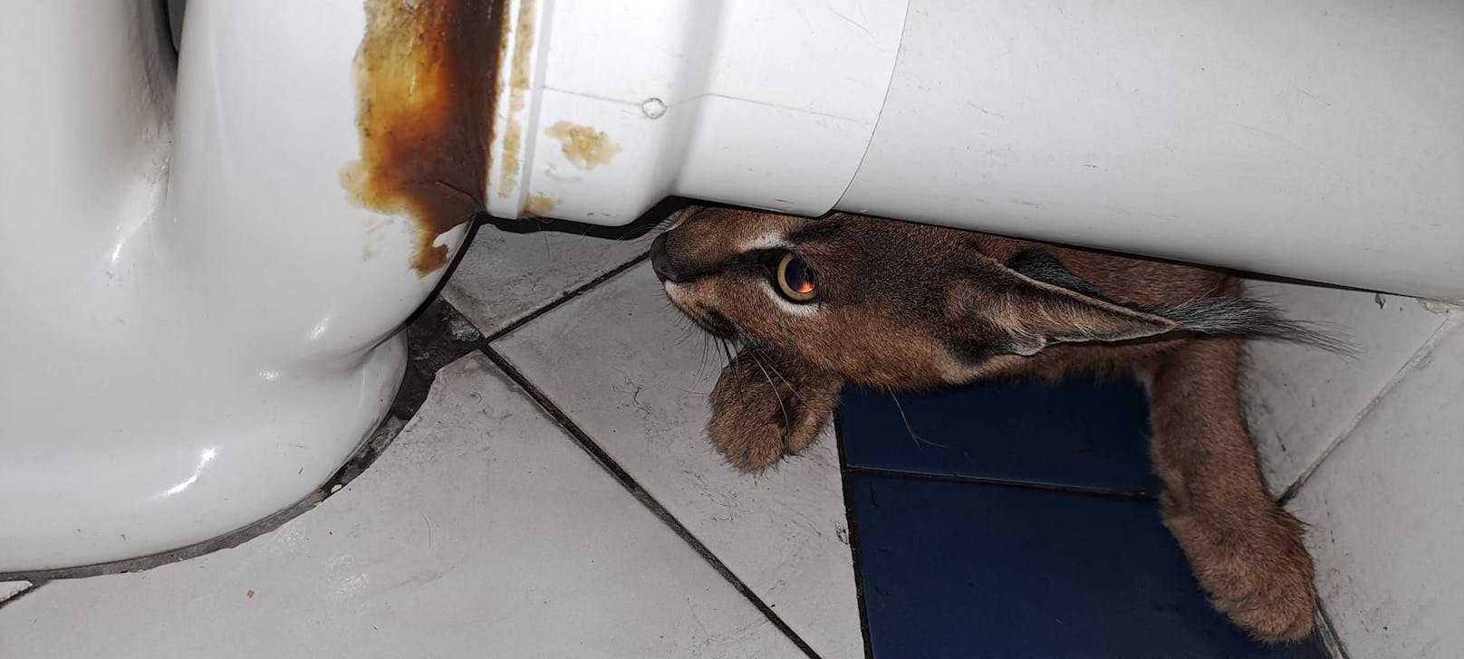 Ein Wildtierexperte nahm sich der Wildkatze an und ließ sich auch durch ihr knurren und brummen nicht verunsichern.