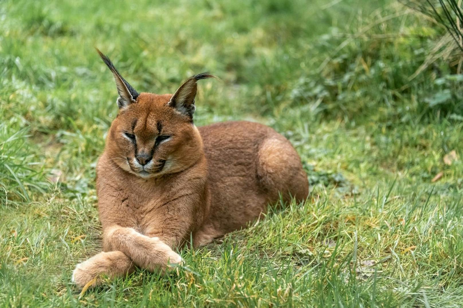 Der Karakal bekommt bis zu 18 Kilogramm und wurde von Menschen gezähmt um Vögel und Kleinwild zu jagen.