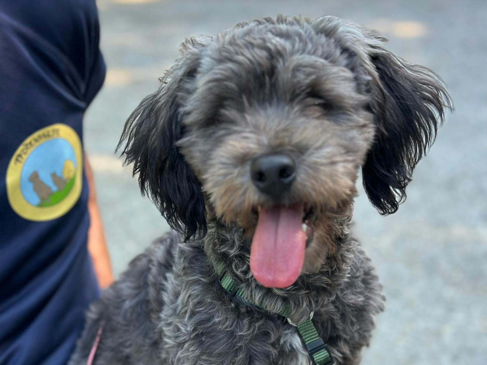 Er sagte, dass er ihn in Braunau gefunden habe. Nachdem der Hund keinen Chip hatte, wurde über soziale Medien nach dem Halter gesucht.