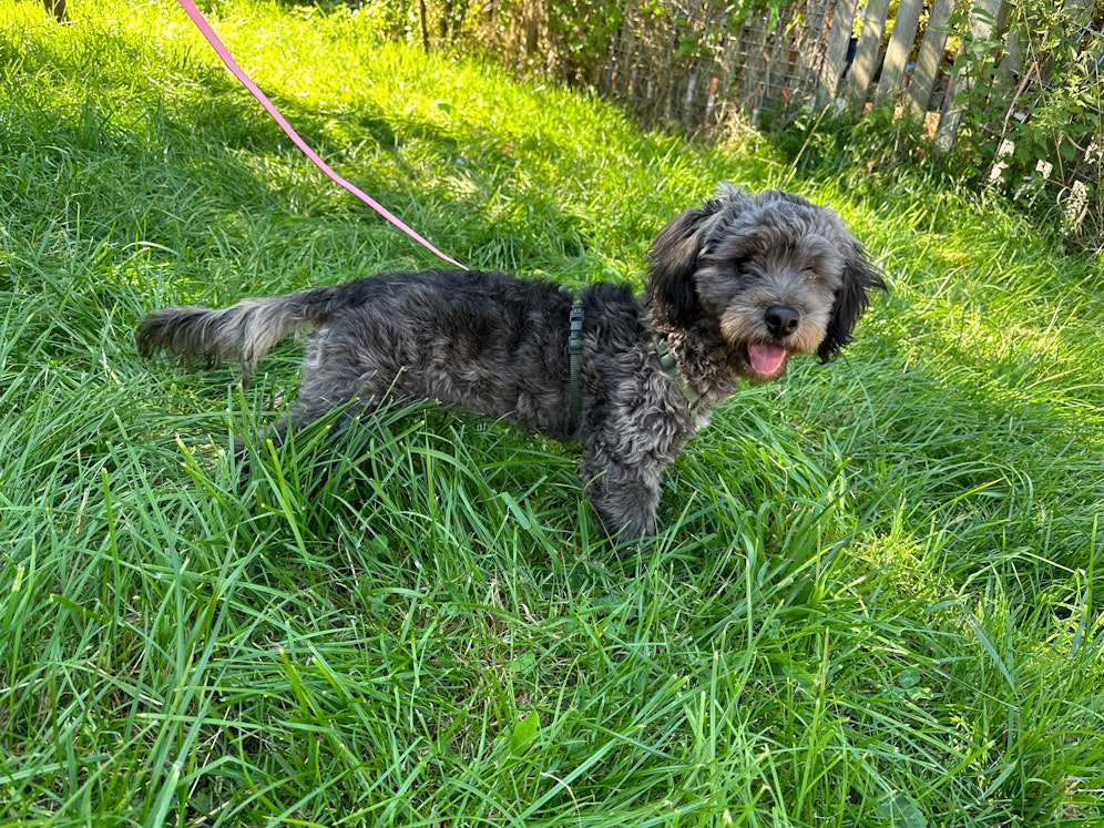 Der Pudelmischling wurde bei der Pfotenhilfe Lochen abgegeben und wartet jetzt auf eine neue Familie.