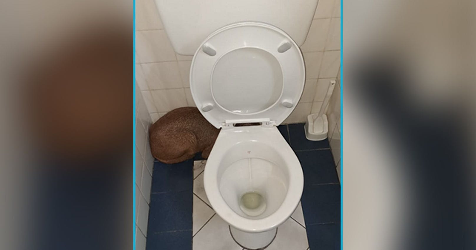 Der Toilettengang eines Hafenarbeiters aus Südamerika nahm bizarre Formen an.