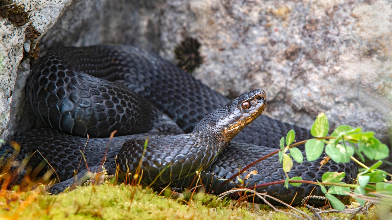 Heute.at - Wanderer von Höllenotter gebissen – Notarzt-Einsatz