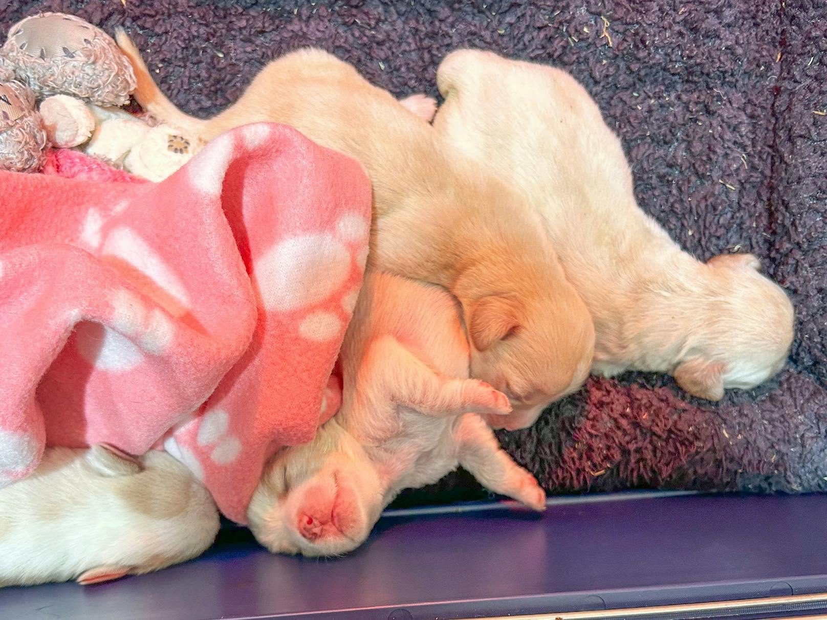 Die fünf Welpen erholen sich nun im Tierschutzhaus Vösendorf von ihren Strapazen, werden dort mit der Flasche gefüttert.