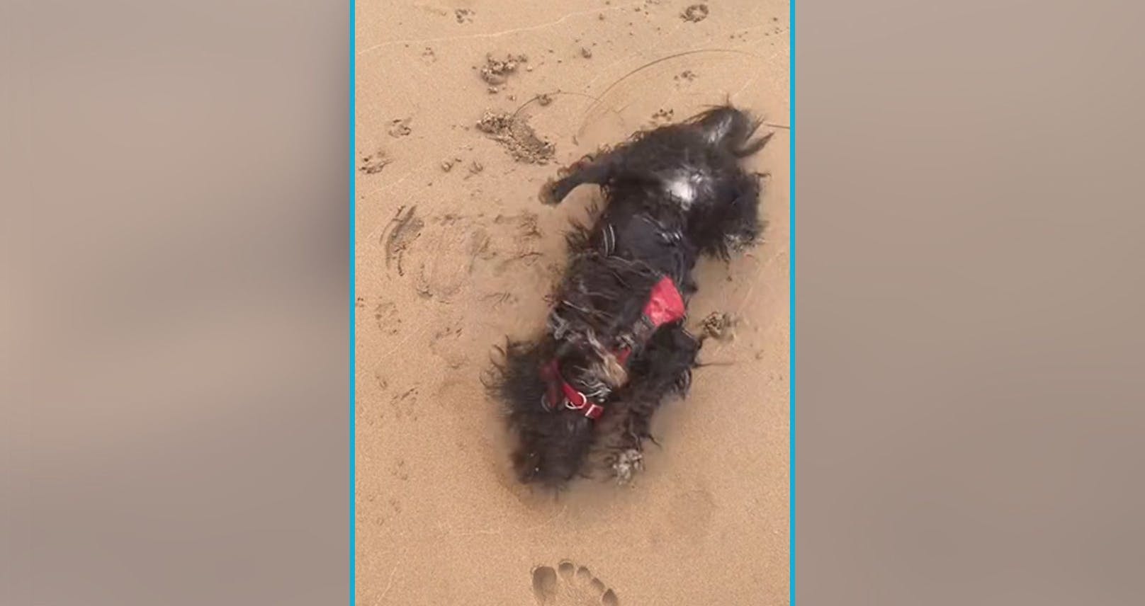 Das Kerlchen dürfte sich kürzlich im Meer gebadet und im Sand, wie auch in den folgenden Clips gewuzelt haben.