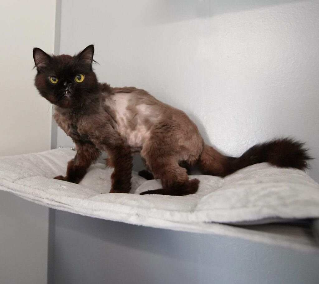 Perserkater Schoki hat wohl schon einiges erlebt. Jetzt sucht er ein liebevolles Zuhause.