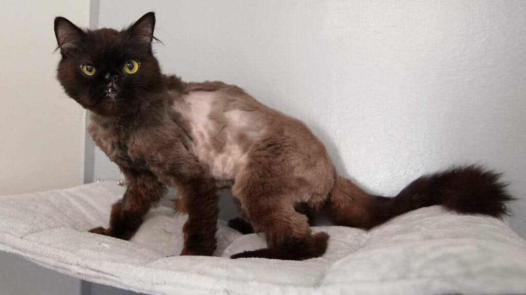 Perserkater Schoki hat wohl schon einiges erlebt. Jetzt sucht er ein liebevolles Zuhause.