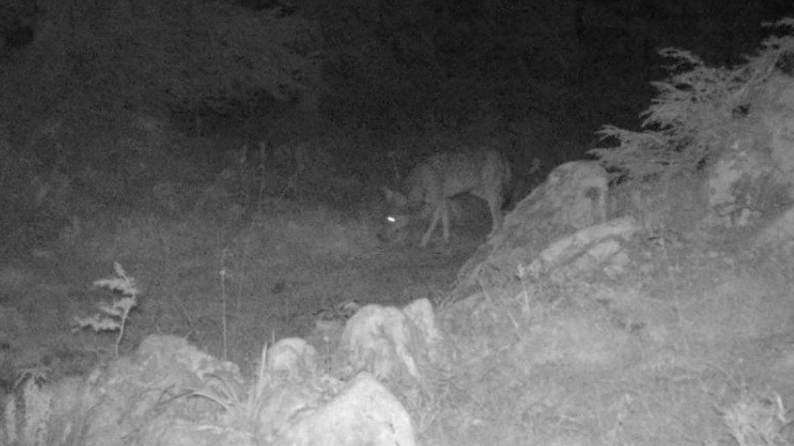 Vergangene Woche blitzte eine Wildkamera den Wolf am Krippenstein.