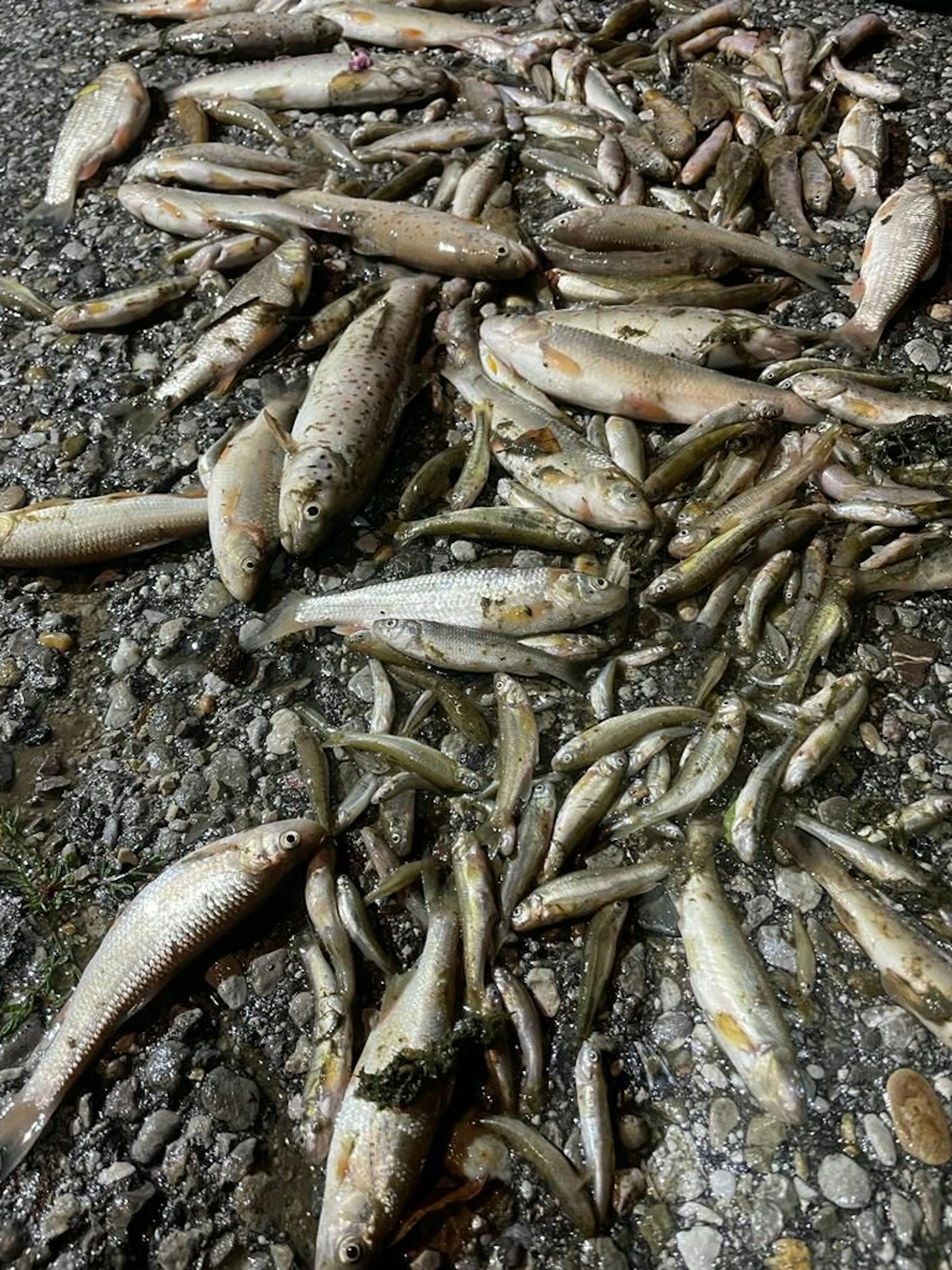 Verendete Fische