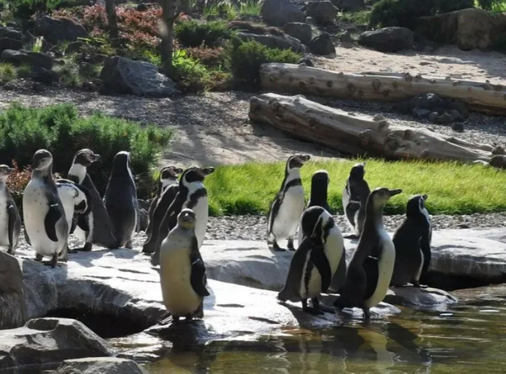 Ein Tier im Pinguin-Gehege wurde am 29. August 2023 tot aufgefunden.